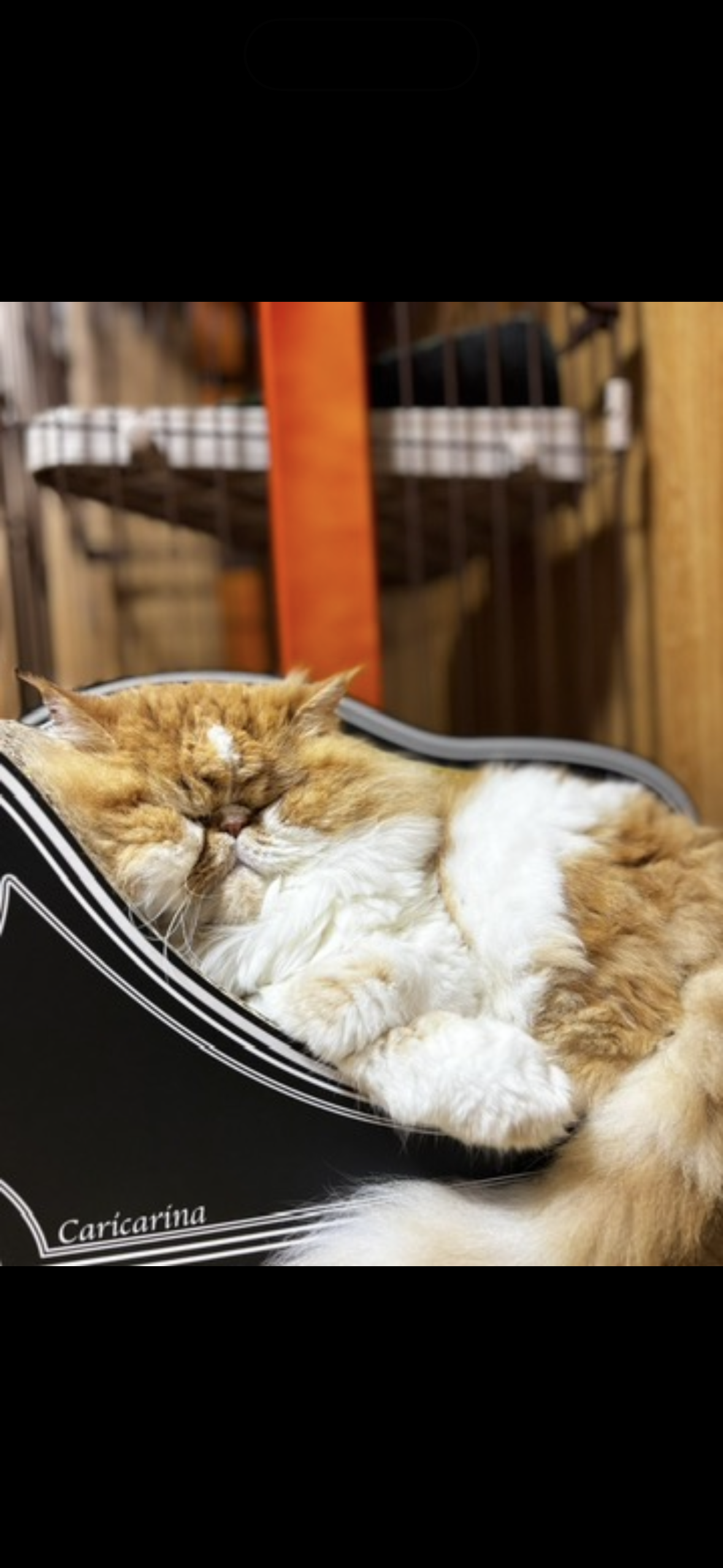 黒いカリカリーナの上で気持ちよさそうに眠る我が家の猫